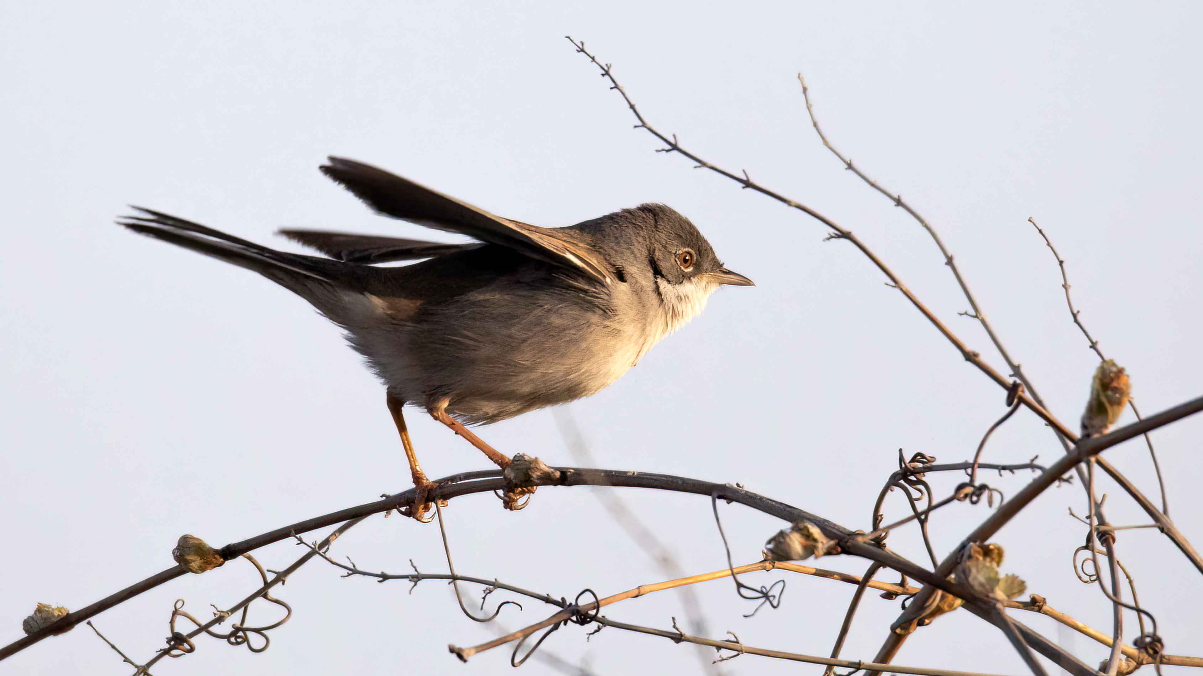 Greater Whitethroat